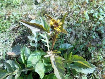 黄色のナズナ？と思ったら、こちらはスカシタゴボウ。これはわりあい、年中咲いている植物。