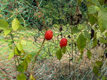 温室エリア北側のフェンスには赤く色づいたカラスウリの実がぶら下がっていました。