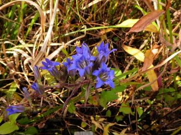 枯れた草の間には、リンドウの花が、美しい藍色の花を咲かせていました。