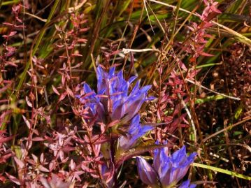 赤く色づいたミソハギの草紅葉と、リンドウの藍色が美しいコントラストとなっていました。