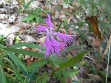 これぞ、返り咲き？カワラナデシコの花が一輪、咲いていました。