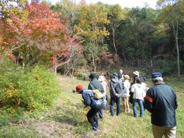 湿地エリアの奥の広場には、イロハモミジなどの樹木が紅葉していました。