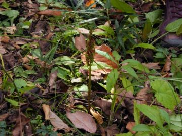 シダ植物のフユノハナワラビの胞子葉があちこちに伸びていました。その名の通り、冬が近づくと出てくる植物です。