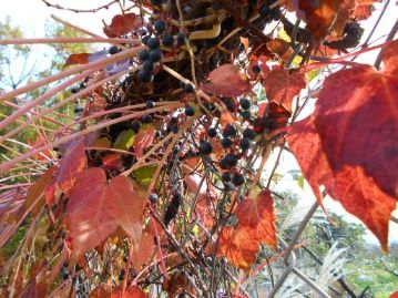 金網フェンスに絡んだツタの葉が美しく紅葉していました。ブドウ科らしく、ブドウに似た実が着いています。