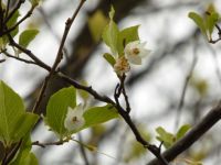 26日：「返り咲き」したエゴノキの花