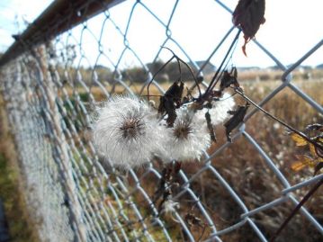 常緑の植物をのぞいては、冬枯れた植物ばかりの季節ですが、枯れてからが本番！な植物もあります。葉がすっかり枯れる時期になって、ようやくタネが熟した、タカネハンショウヅル。