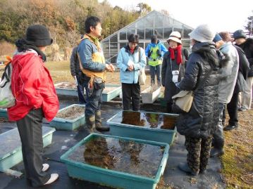 水草のプランターの氷の中を覗き込みながら、水草の冬越しの様子を観察。手前はミズアオイ、奥はヒシモドキですが、どちらも一年草なので、植物体は春までに腐り、春には種子から芽生えます。