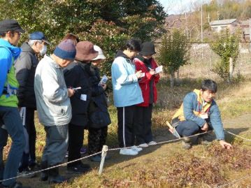 先月までは緑の葉を残していたオキナグサ。最近の冷え込みによる霜で、ようやく葉が枯れ始めています。