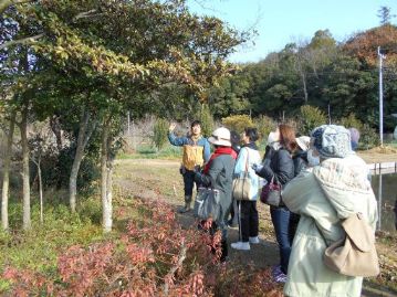 お正月が近いということで、神棚や神社に玉串として奉納する植物について解説。観察しているのはサカキの木。