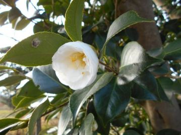 サザンカのように思えますが、サザンカのように花弁がばらばらに散る、シロノチリツバキが咲きはじめていました。