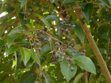 こちらは温室エリアに植栽してある中国原産のトウネズミモチの果実。ネズミモチに比べ、丸くてややサイズが小さいですが、たくさん実ります。