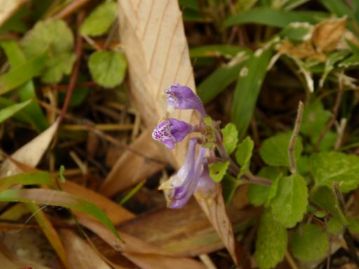 寒い日が続いたので、かなり傷んでいましたが、返り咲きのタツナミソウの花も残っていました。