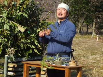 正月のしめ飾りや鏡餅を飾るときに使う、シダ植物のウラジロ。実はコシダという仲間のシダ植物と間違える人が結構いますので、区別点を解説中。