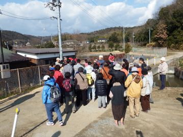 温室エリアを出たところの道端で、ナズナのロゼットを観察。畑のわきや、道端などに生育することが多い植物です。