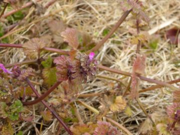 近くにはシソ科の「ホトケノザ」が花を咲かせていました。七草の「ほとけのざ」と良く混同される植物です。毒は無いので、食べても大丈夫ですが、食べるような植物でもありません。