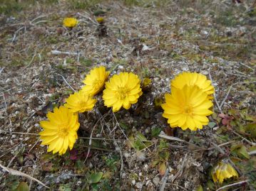 フクジュソウ（園芸種）が花を咲かせていました。天気が良いので、しっかりと花を開いていました。