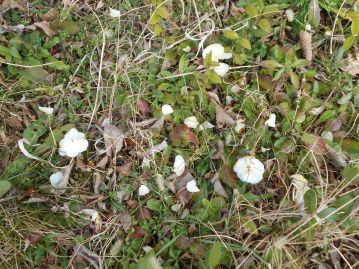 地面を見てみると、散り落ちたツバキの花弁が。普通のツバキは花ごと落ちますが、このツバキは花弁がバラバラに散るので、シロノチリツバキといいます。