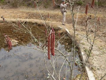 湿地奥のショウブ池のわきでは、ハンノキが花を咲かせていました。ぶら下がっている雄花序をちょっと揺らすと黄色い花粉が。花粉症の人は要注意です。