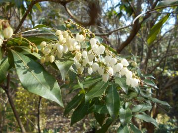 ツツジ科のアセビの花です。スズランのようなかわいらしい花ですが、有毒植物で、馬が中毒すると、酔ったようにふらふらになるので、「馬酔木」と書きます。