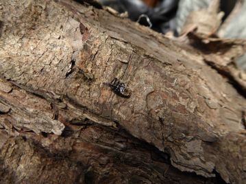 チョウセンゴヨウに巻いたこもの下には、ヨコズナサシガメの幼虫が隠れていました。外来種の肉食カメムシです。