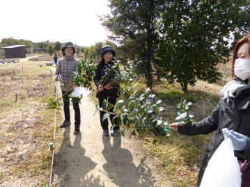 さらに、おまけのプレゼントとして、剪定を兼ねて、シロノチリツバキの側枝も、挿し木用として差し上げました。