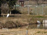 19日：温室エリアの池で、にらみ合う？ダイサギ（左）とアオサギ（右）