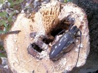 13日：伐採したアラカシの幹内部で春を待っていたシロスジカミキリの新成虫