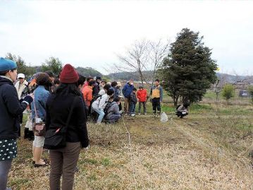 オキナグサ植栽地に移動。オキナグサの花が咲かないかだろうか、ということで、ボランティアさんがビニールをかぶせていましたが…。