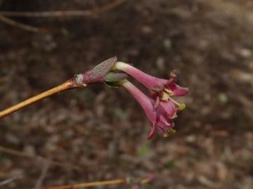 ウグイスカグラの花が咲いていました。小さいうえに、あまり花数も多くないので、気づかない人も多い花です。