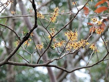 広場の反対側の木を見上げてみると、マンサク（マルバマンサク？）の花が咲いていました。花中央のがくが赤茶色をしています。