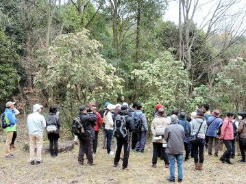 湿地エリア奥広場では、2月の楽しむ会で咲きはじめだったアセビが満開となり、木全体が白い花で覆われていました。