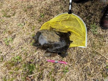 植物園前の市道沿いのコンクリート側溝にいたスッポンを参加者の方が救出してきてくれました。しばし観察したのち、温室エリアの池に逃がしてやりました。