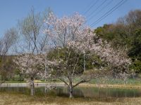 28日：満開となった温室エリアのエドヒガン