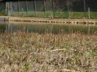 25日：温室エリアの池の堤に出たツクシ