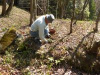 27日:寄贈のユキワリイチゲを園内に植え付け