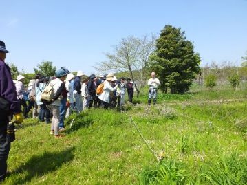 ちょっとだけ移動して、今度はオキナグサの観察。そろそろ花は終わりのようです。