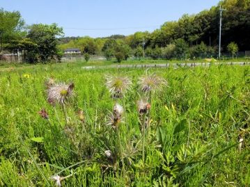 花は終わりですが、若い果実が姿を見せています。種子が熟すと白い綿毛になる花柱の部分には光沢があり、これはこれで美しさがあります。