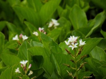 ミツガシワの白い花も咲いていました。気候の関係で自生地のものより花つきが悪いのが、毎年のことながら残念ですが、花自体はかわいらしい姿です。