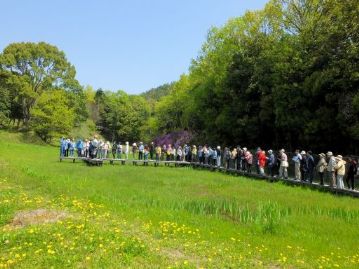 湿地の木道に並んだ参加者。人数が多いので、この状態で周囲の植物を解説しました。ちなみに手前の黄色い花は全部カンサイタンポポです。