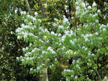 ザイフリボクの木が満開になっていました。花が采配のような姿なので「采振木」。玉串につける「四手」にも似ているので「シデザクラ」とも。
