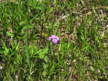 湿地の中にはサクラソウも咲いていました。今年はあまり花茎の数が多くなかったのですが、葉はたくさん芽生えていたので、来年に期待。