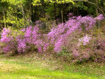サクラソウの代わりに、コバノミツバツツジが湿地の東斜面をピンクに染めていました。常緑樹を間伐し、日照を改善した成果です。
