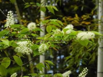 ウワミズザクラの穂状花序が満開になっていました。