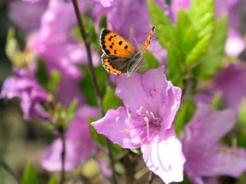 コバノミツバツツジの花を訪れたベニシジミ。まさに「春爛漫」と言いたくなる組み合わせです。