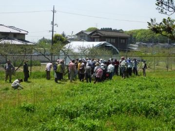 ユウスゲ植栽地前の広場で、もう一回、タンポポの観察。今度はどんなタンポポがあるのでしょうか。