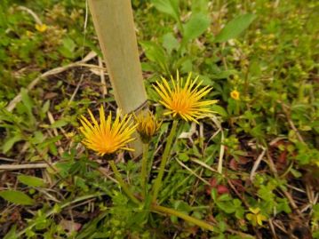 写真のような、すべての花弁が筒状に丸まったままの「筒咲き」のカンサイタンポポが見られるはずだったのですが、この日はちょうど花が見られず。