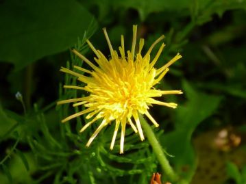 完全な筒咲きのタンポポの花は見られませんでしたが、温室エリアに戻ってから、外側の花弁だけ丸まっているタイプの筒咲きの花を紹介しました。