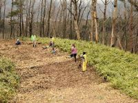 4日：サクラソウ自生地保全のための火入れ準備作業