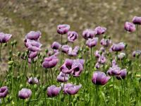 27日：植物園の近隣で見つかったアツミゲシ