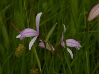 16日：トキソウの開花